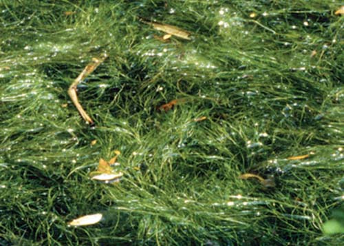 Sago Pondweed Sago Pondweed