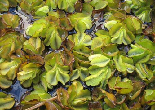 salviniamolesta Giant Salvinia