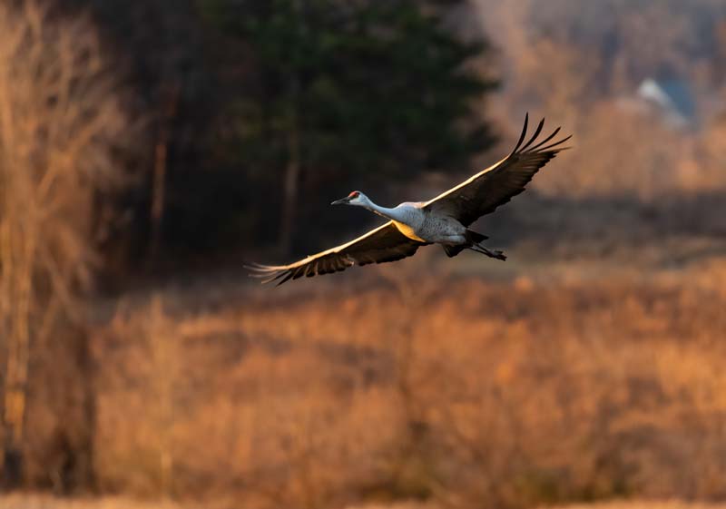 A sandhill crane spreads its wings as it glides over a field