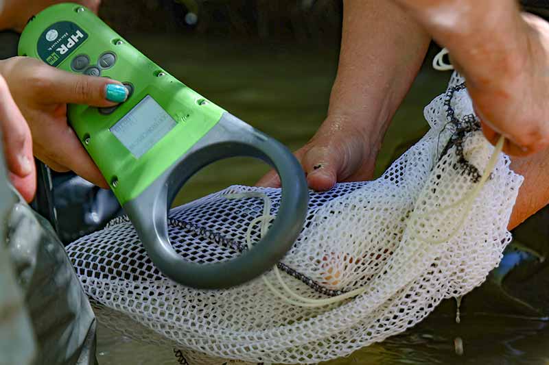 Scanner to check fish for tags.
