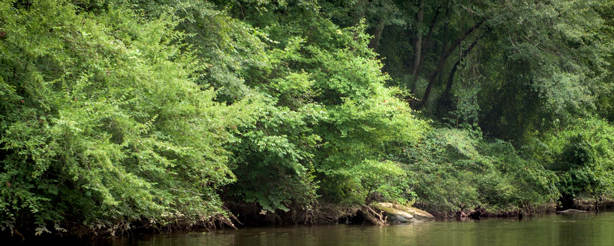 shade-your-stream-hero-Q81_5388 stream bank with trees