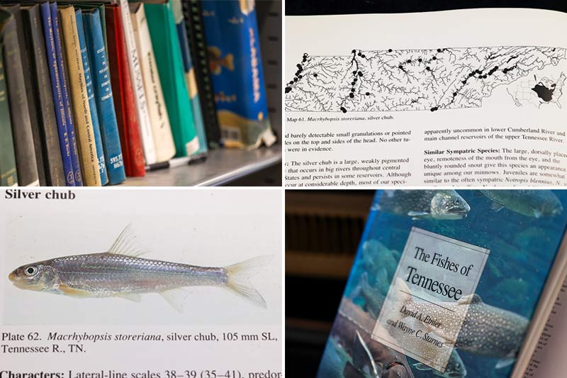Collage of book materials referencing the silver chub