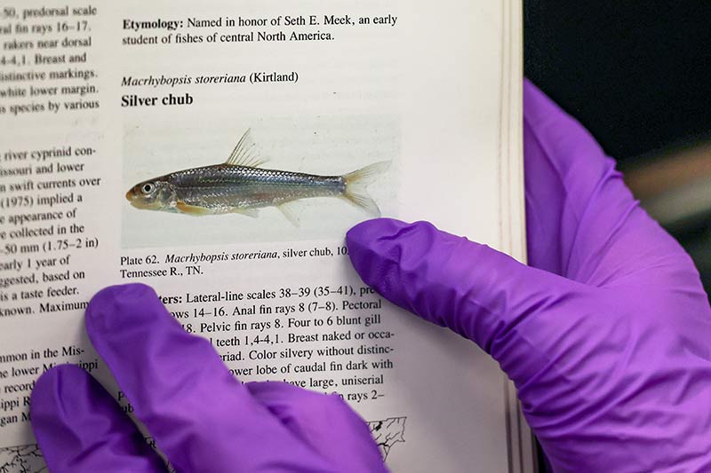 Photo of silver chub in fish guide