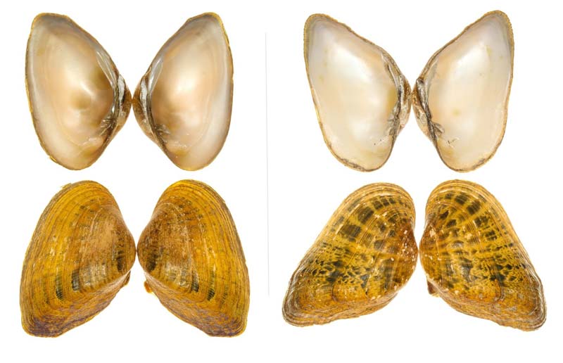 snuffbox mussels