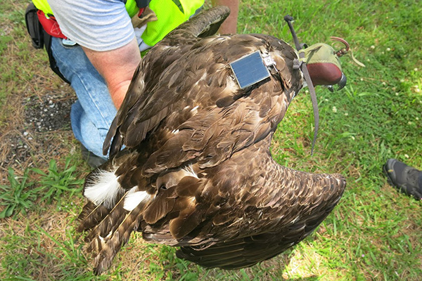 A small solar-powered device is attached to the back of an Osprey