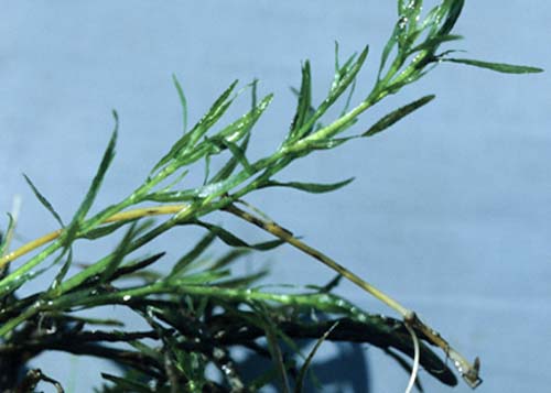 Southern Naiad Southern Naiad
