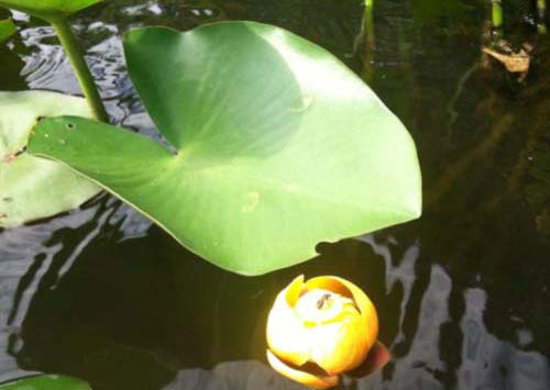 spatterdock Spatterdock
