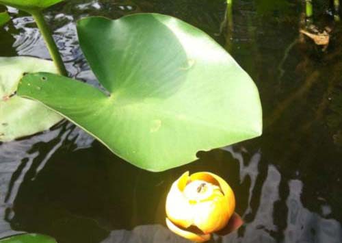 Spatterdock