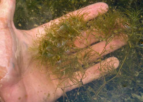 Spiny Leaf Close Brittle Naiad
