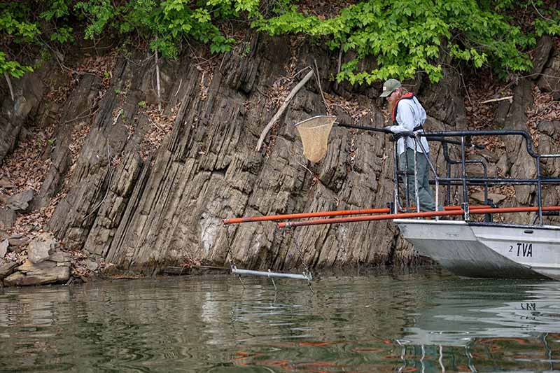 TVA fish biologist Ian Lowery during a spring sport fishing survey.