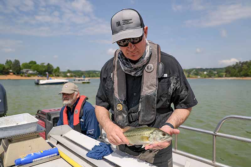 TVA fish biologist John Justice assesses fish health during a spring sport fish survey.