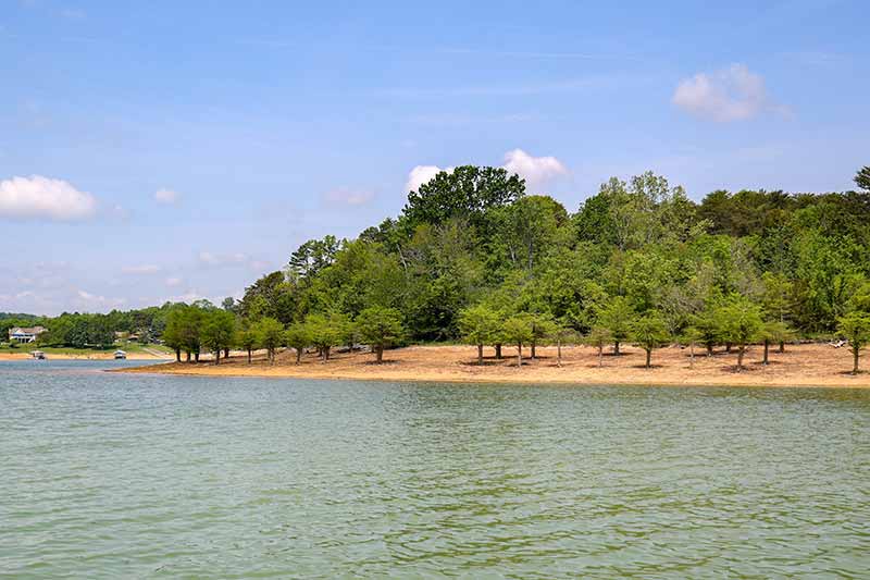 TVA planted shore-stablizing cedar trees at Douglas Lake.