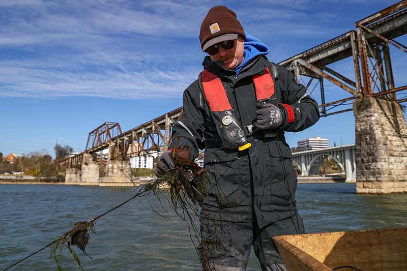 Man with line helping to catch sturgeon