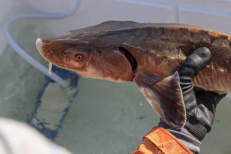 Sturgeon being held by a person