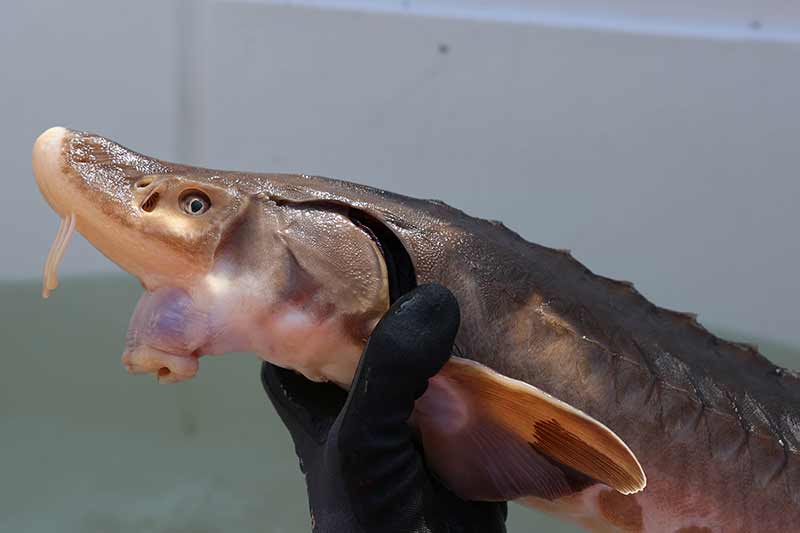 Pregnant female sturgeon