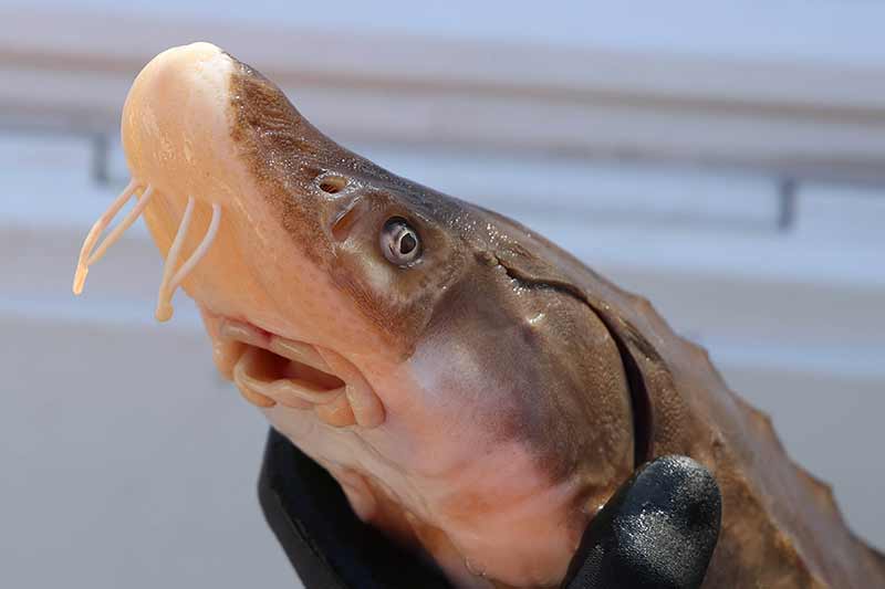 Sturgeon sense river-bottom snails and larvae with whiskered