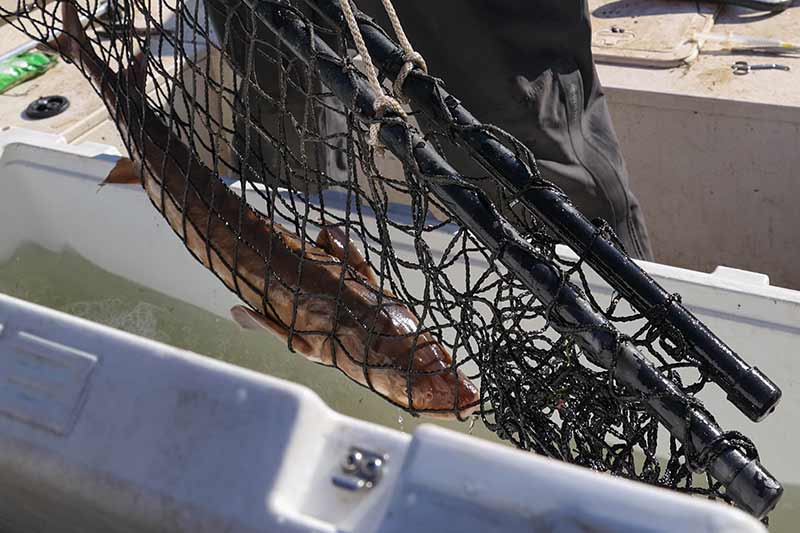 Sturgeon in a net