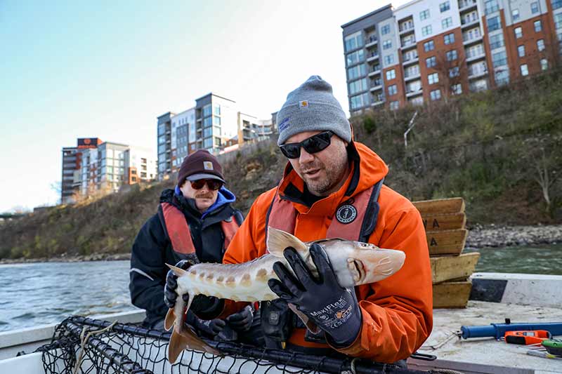 TVA employee holding sturgeon from Tennessee River with Knoxville skyline in the background