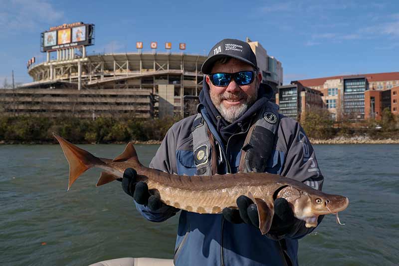 Angler holding sturgeon with Neyland Stadium in the background
