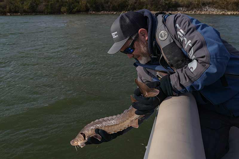 Releasing a caught sturgeon back into the water