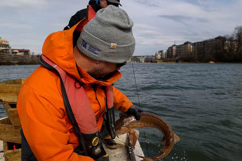 TVA employee holding a sturgeon
