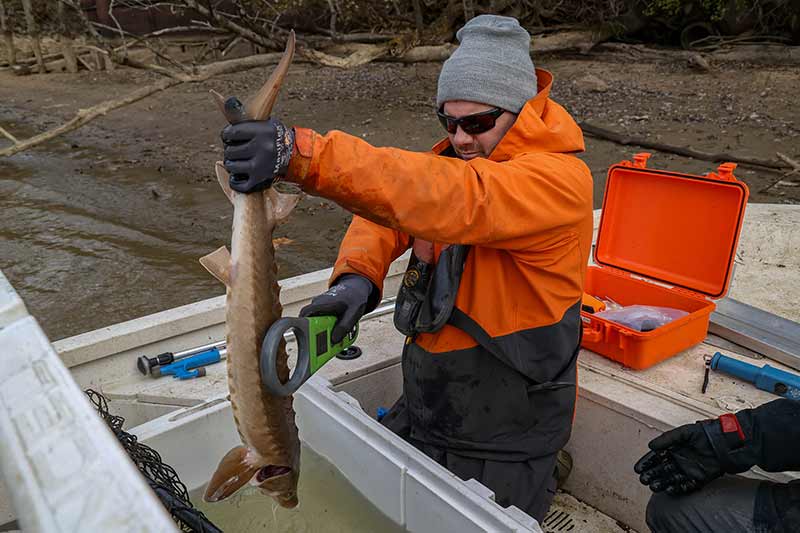 Checking sturgeon for tracking