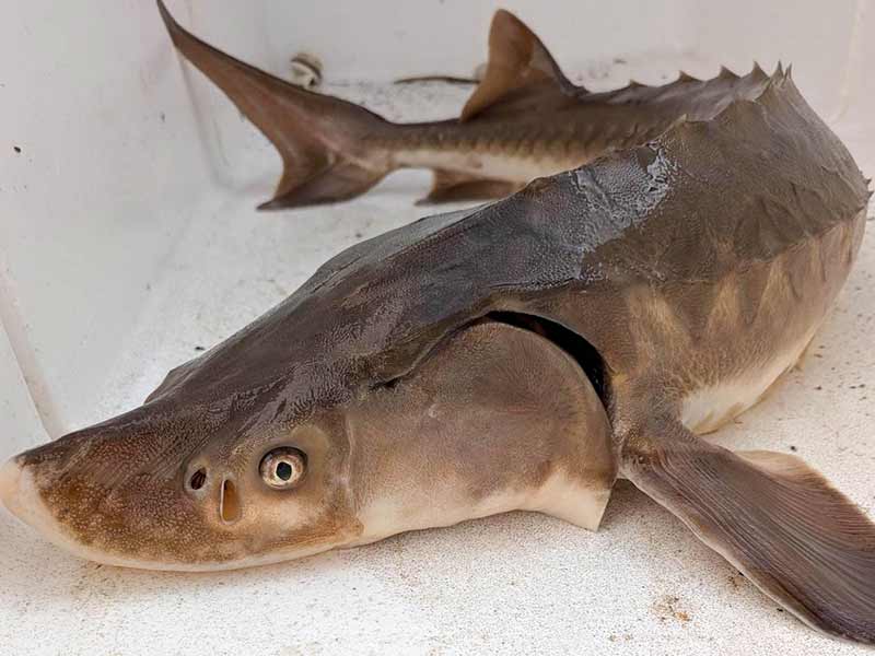 Sturgeon in a tank