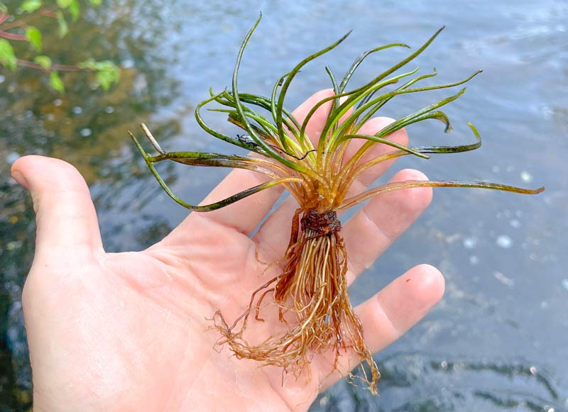 The Tennessee quillwort, found in a section of the Hiwassee River in southeast Tennessee