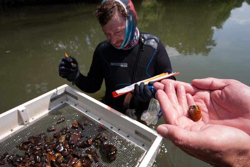 TVA biologists log a small Tennessee pigtoe 