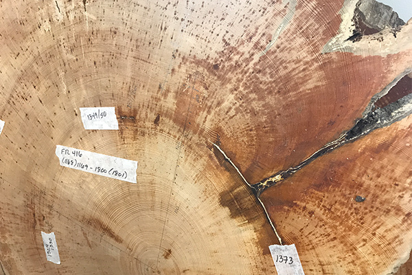Tree Specimen