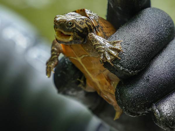 Gloved hand holding a small turtle
