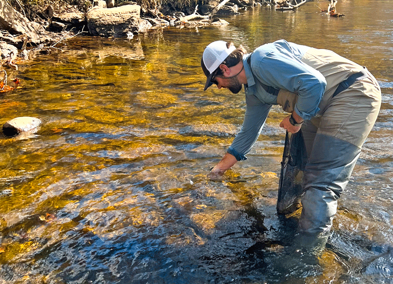 TVA employee leans down to place mussels into a river