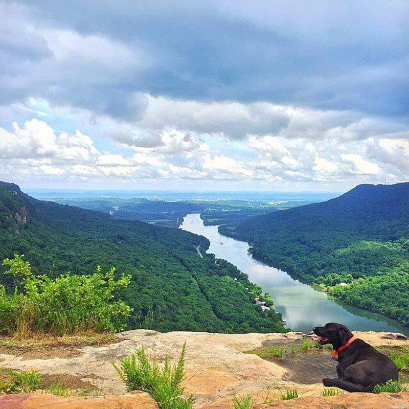 TVA Fun photo of black dog sitting cliffside at gorgeous vista