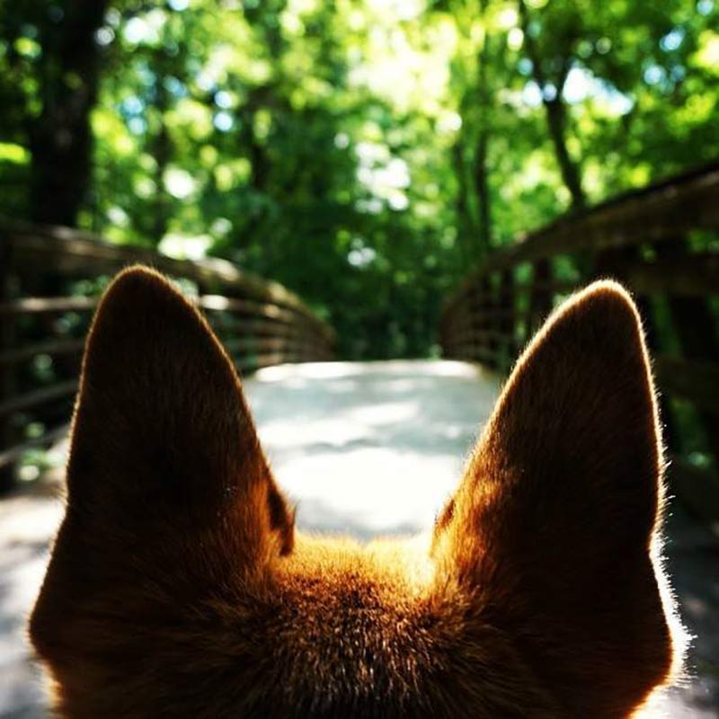 TVA Fun photo of dog's perspective of outdoor trail