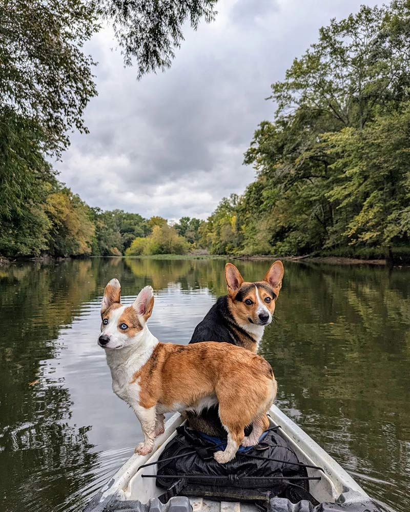 TVA Fun photo of two cute dogs in a boat