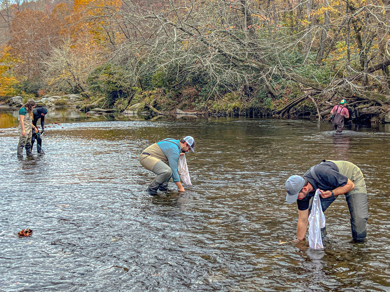 TVA’s biologists and partners reintroduce mussels into a river