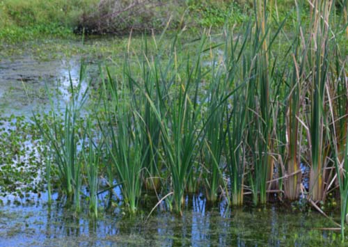 TyphaJH7 Common Cattail