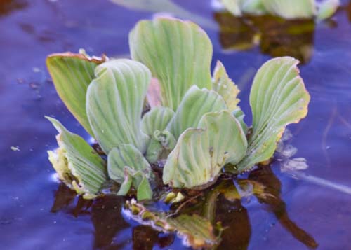 water lettuce Water Lettuce
