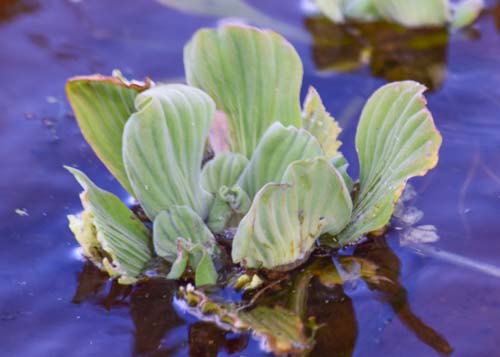 Water Lettuce