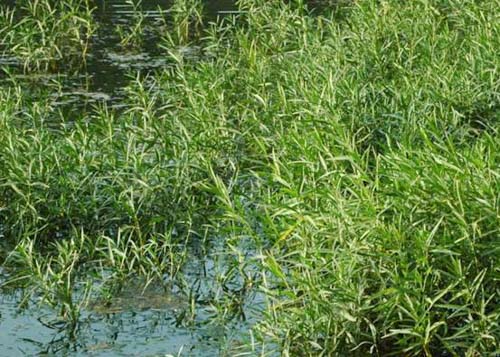 water willow Water Willow