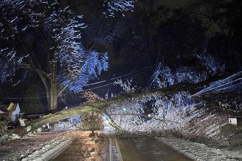 Tree down across road and power lines during Winter Storm Fern