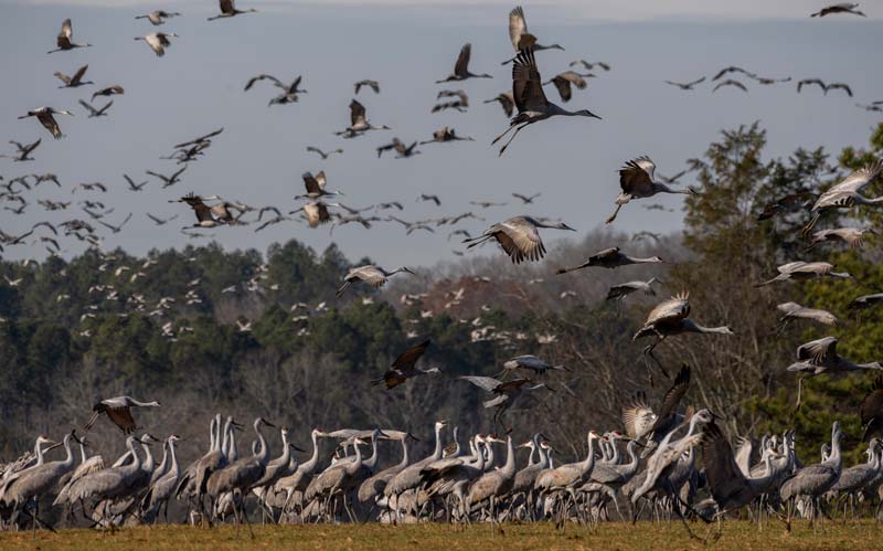 Hundreds of sandhill cranes flock to Wheeler National Wildlife Refuge in Alabama