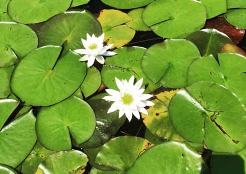 whitewaterlily3 Fragrant Water Lily
