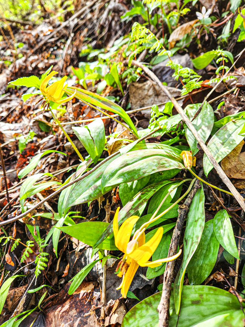 Native wildflowers on River Bluff Trail