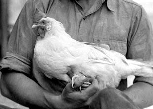 A Man holding a rooster