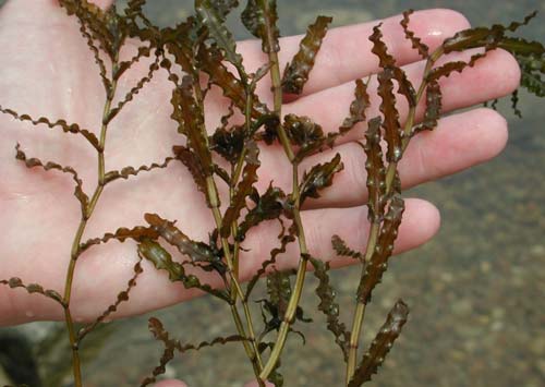 Curlyleaf pondweed Curlyleaf pondweed