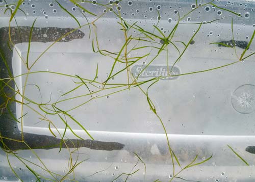 Slender Pondweed Slender Pondweed