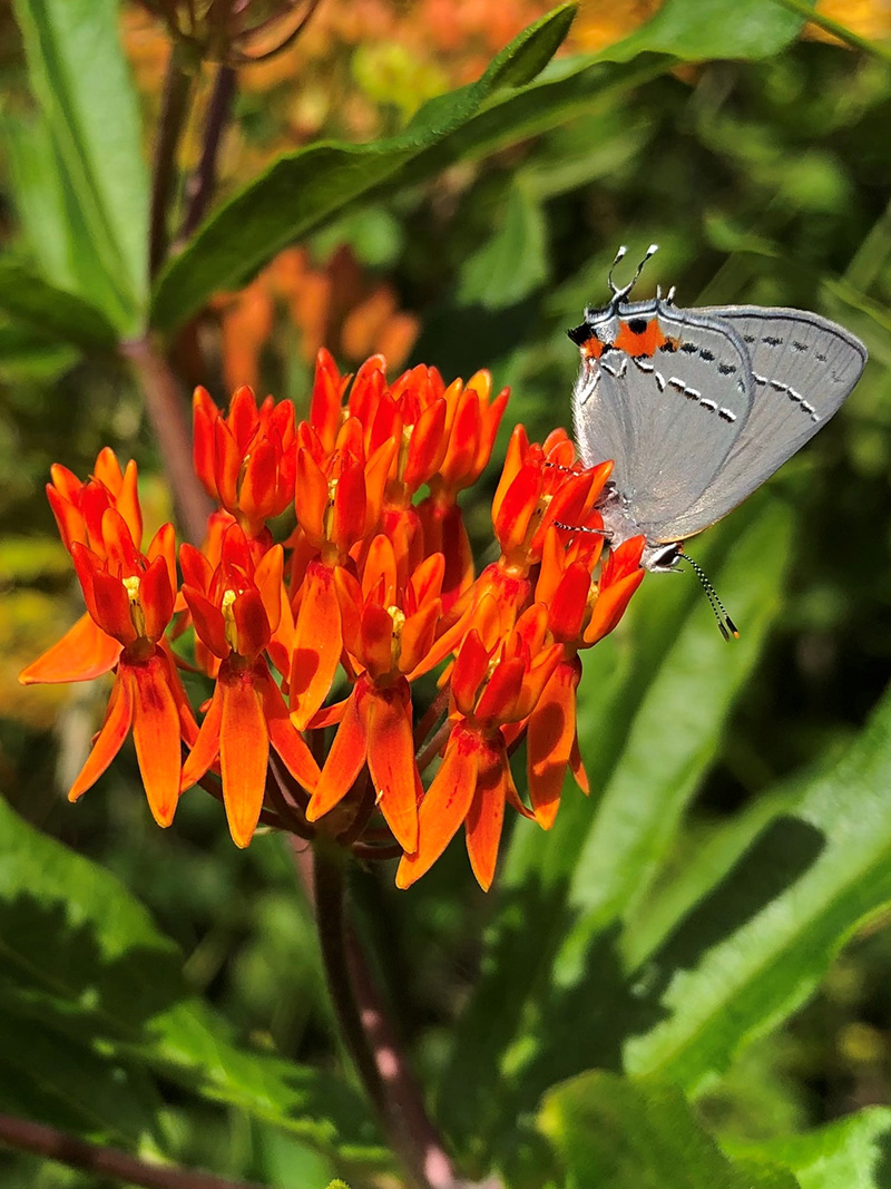 Gray hairstreak butterfly on butterfly milkweed