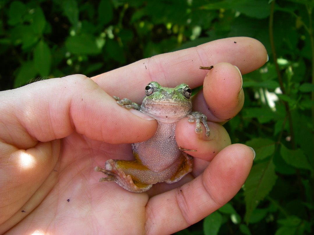 Gray treefrog