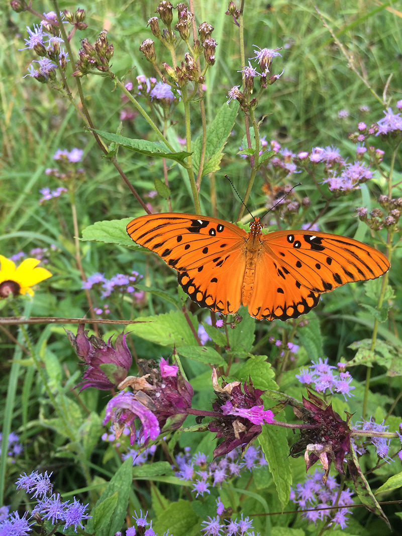 Gulf fritillary butterfly in Collins River prairie